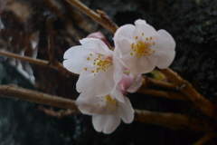 桜・雨 風景