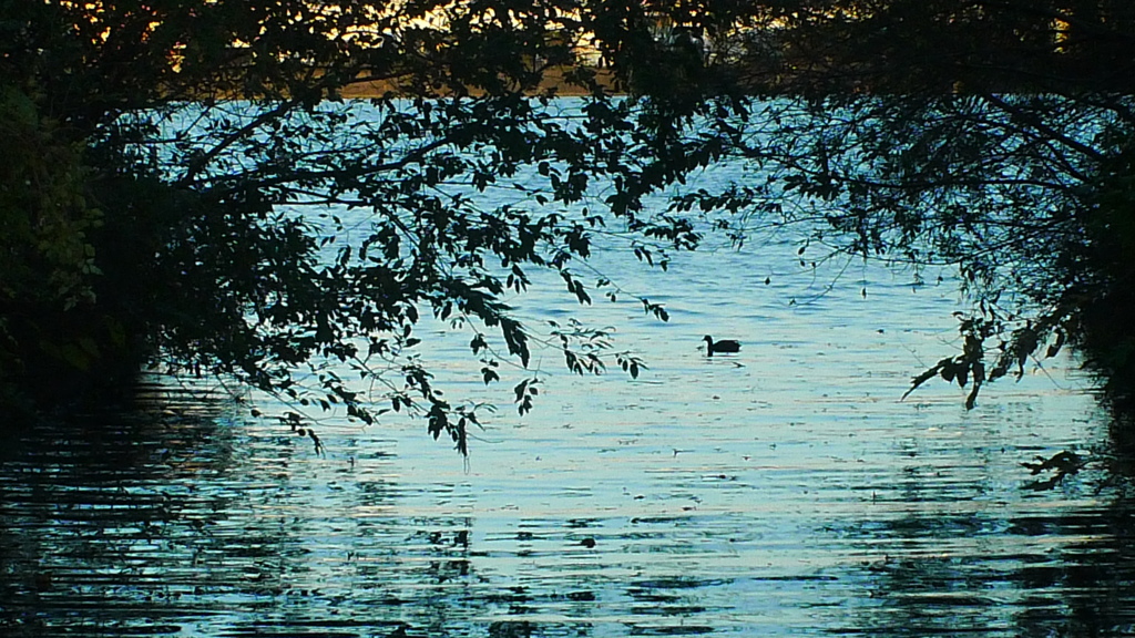 反射 水面 鳥 池 森 シルエット