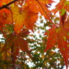 紅葉カラー１