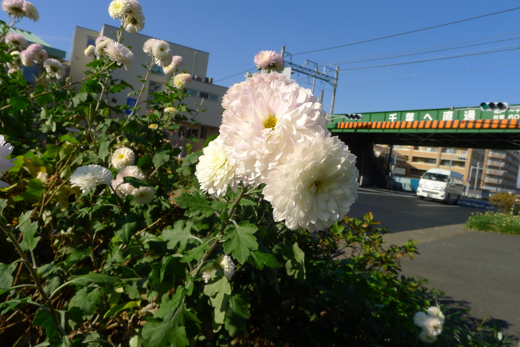 帰宅途中で咲いていた白い花