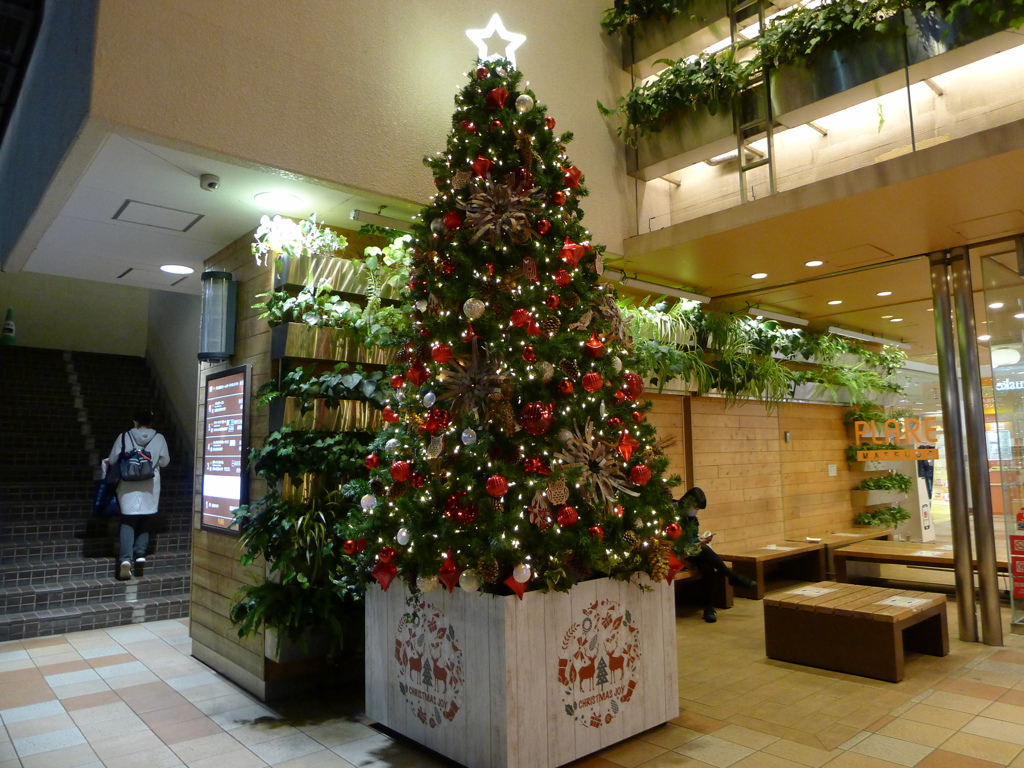 １１月６日・クリスマスツリー発見！