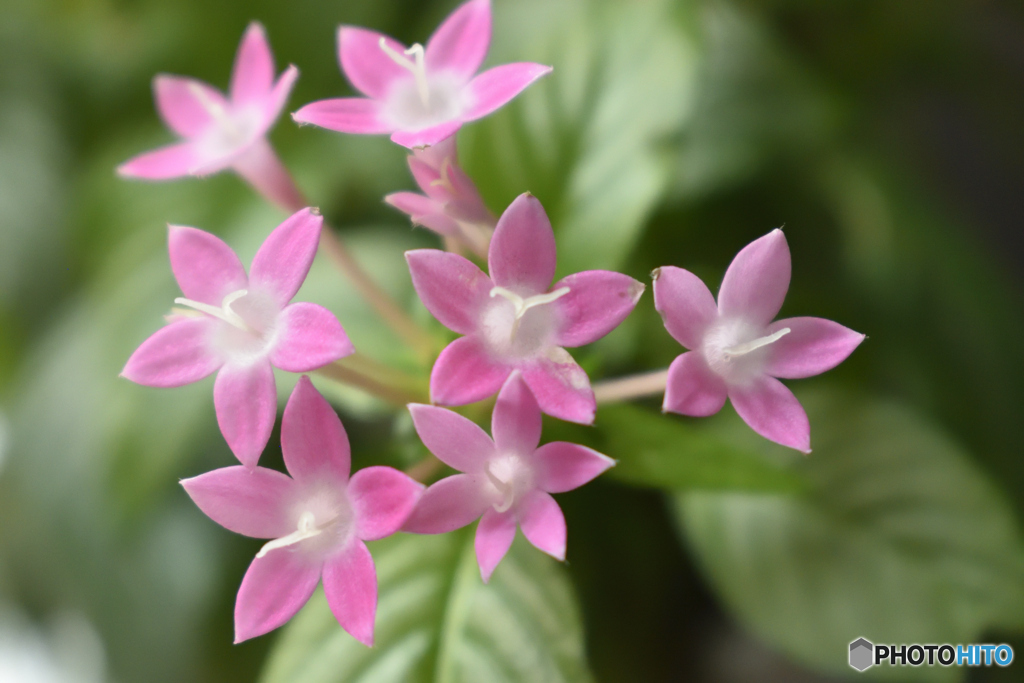 我が家の花