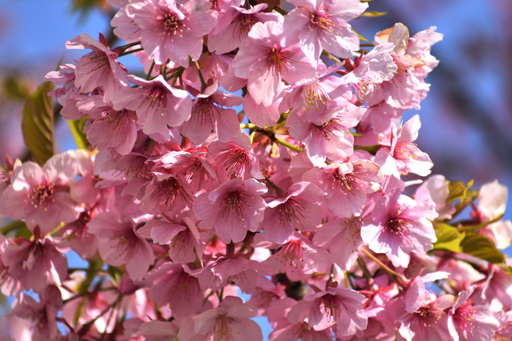 河津桜