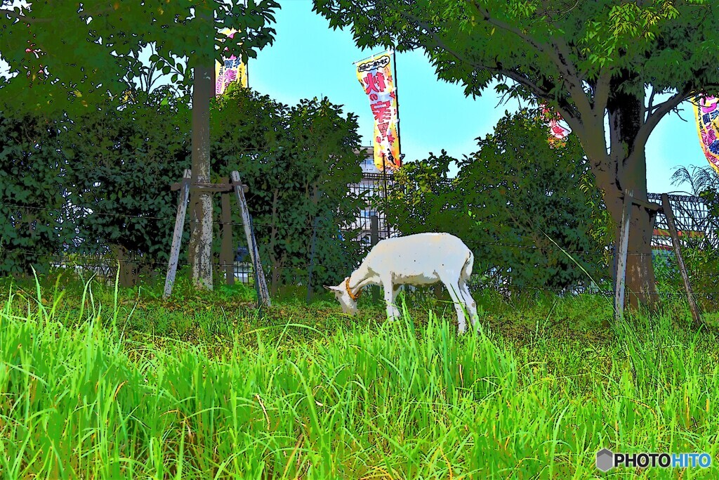 山羊・食事中です