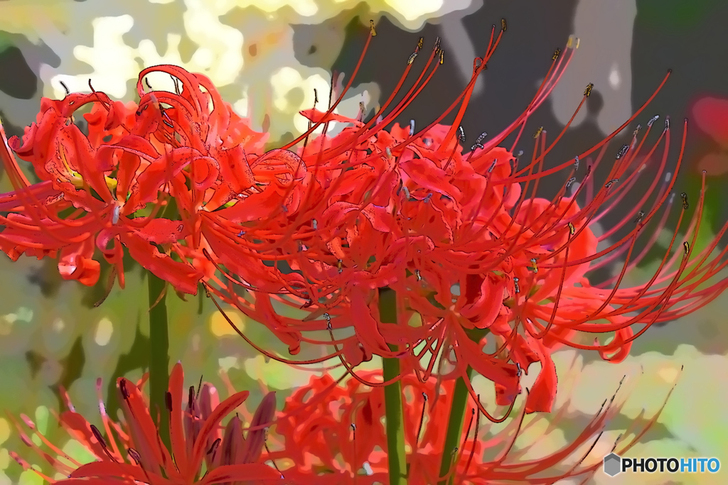 秋の花・ひがんばな