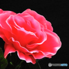 造花・１　バラ