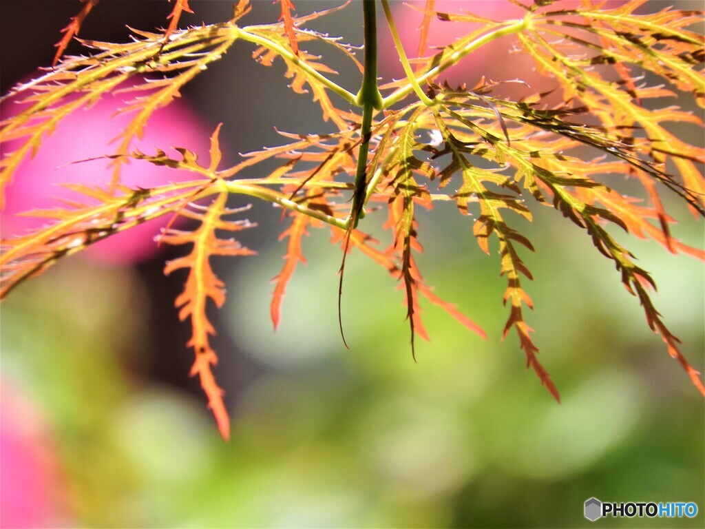 春に紅葉