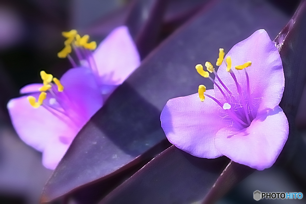 紫色の花・2