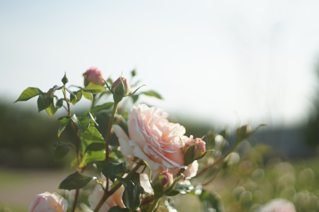薔薇