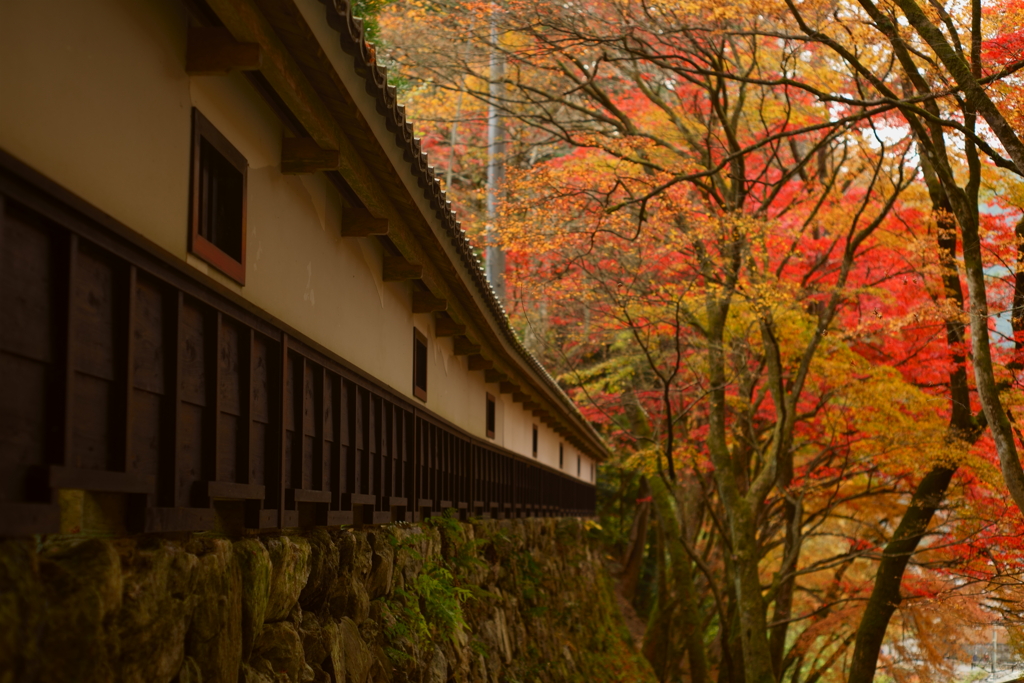 横蔵寺の紅葉