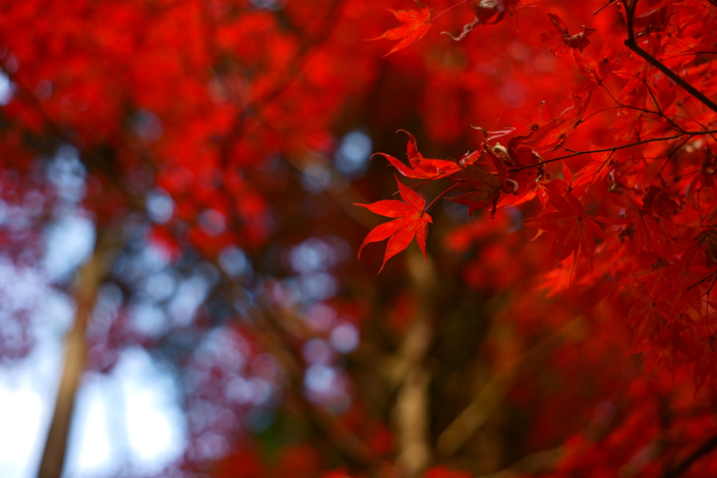 MOMIJI HUNTING