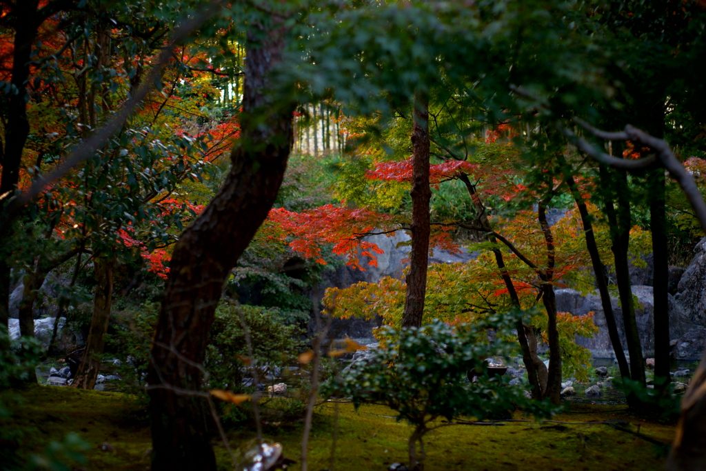 白鳥庭園の紅葉