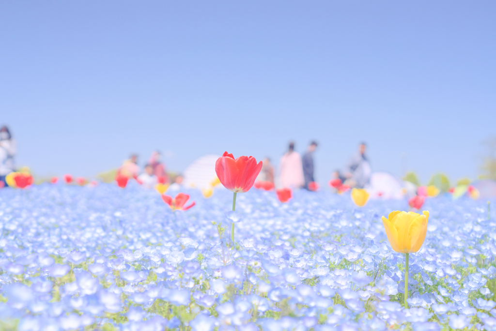 チューリップとネモフィラ