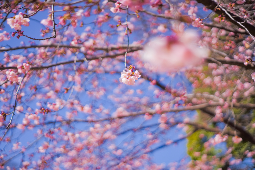 大寒桜