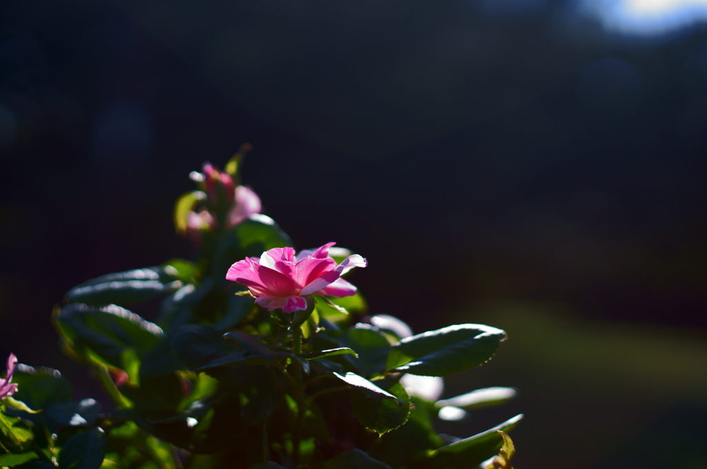 薔薇