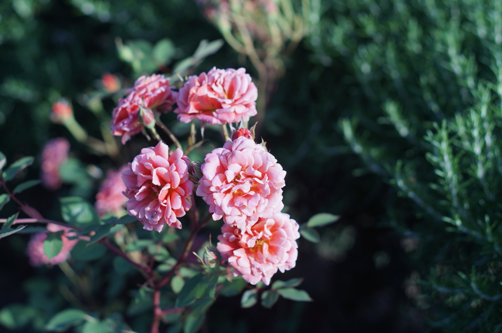 薔薇