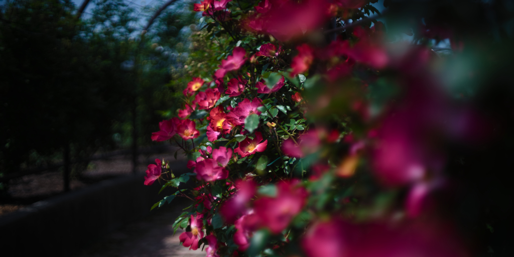 薔薇