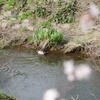 ボケ過ぎ