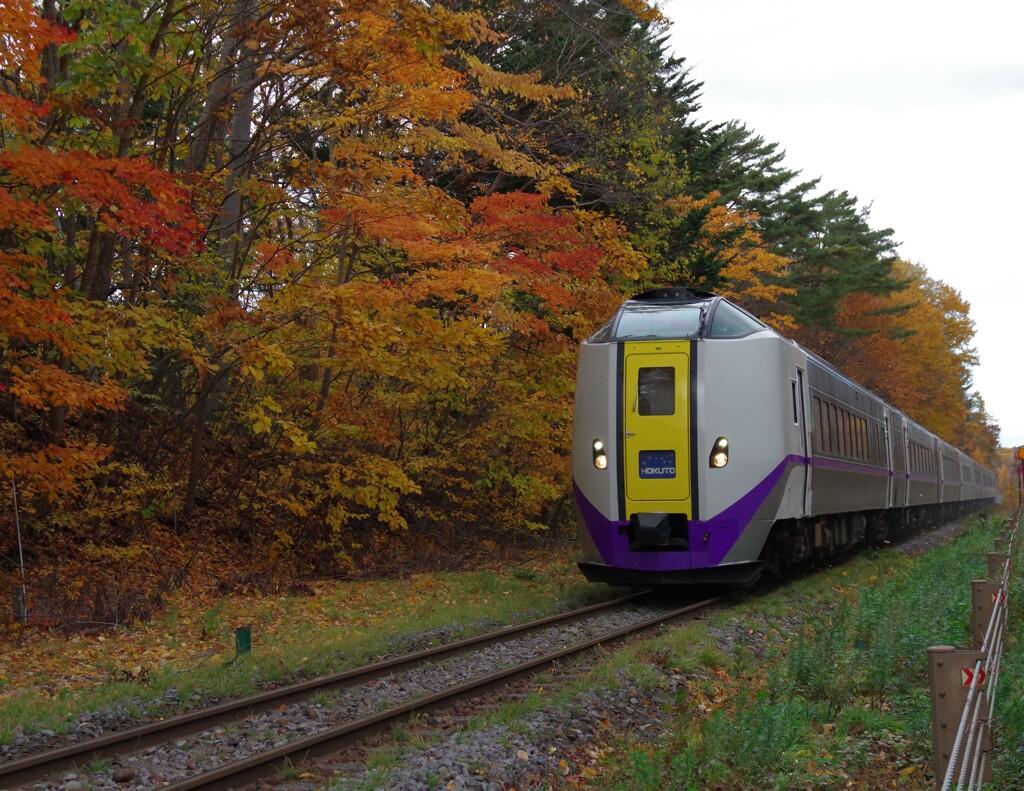 特急北斗　キハ261　大沼公園　紅葉