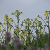 菜の花