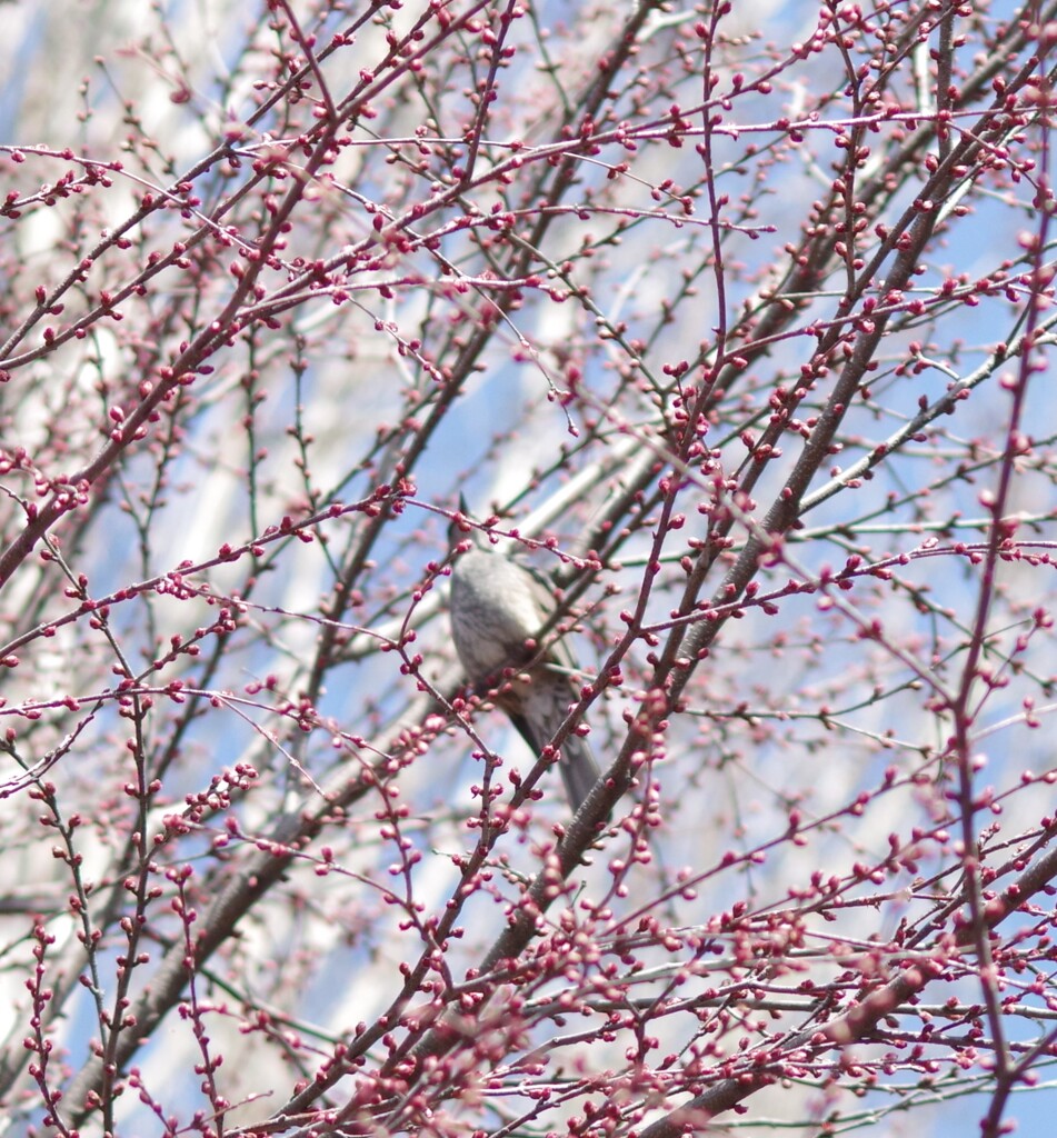 春めいてきました