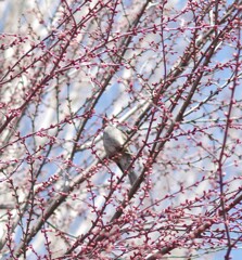 春めいてきました
