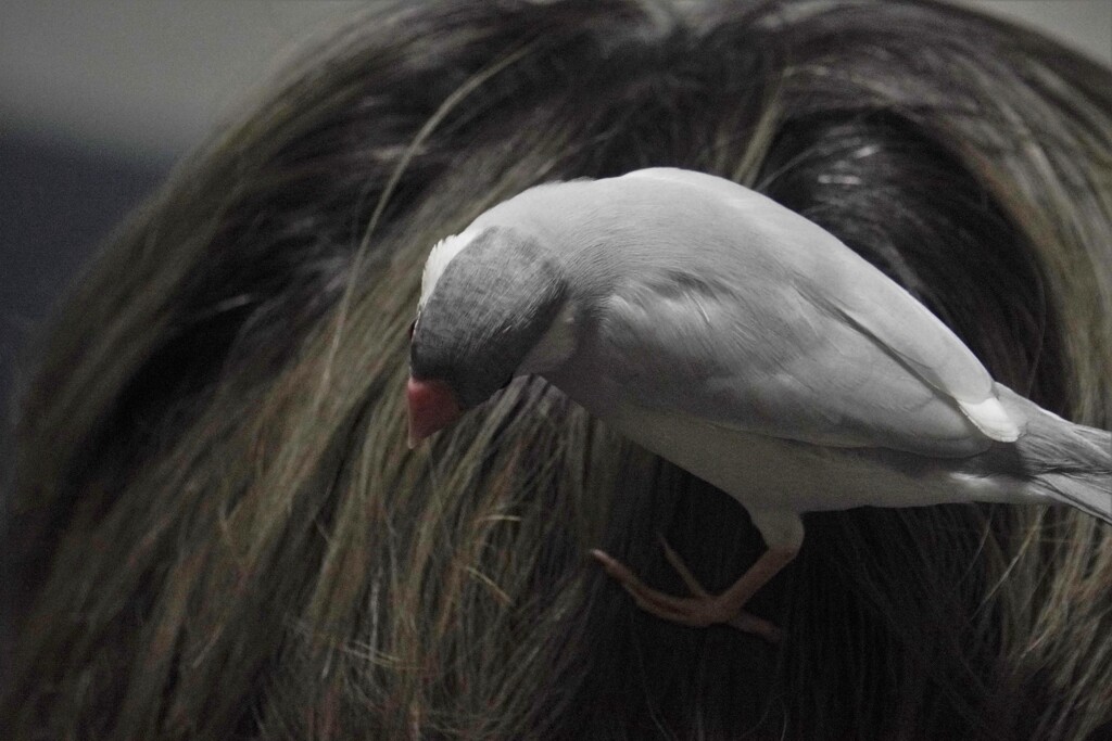 あたま乗り文鳥