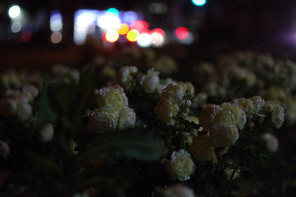 夜咲く