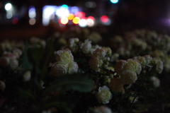 夜咲く