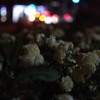 夜咲く