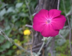 赤い花と黄色い花