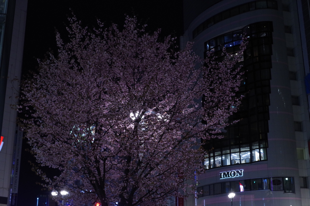 KP夜桜