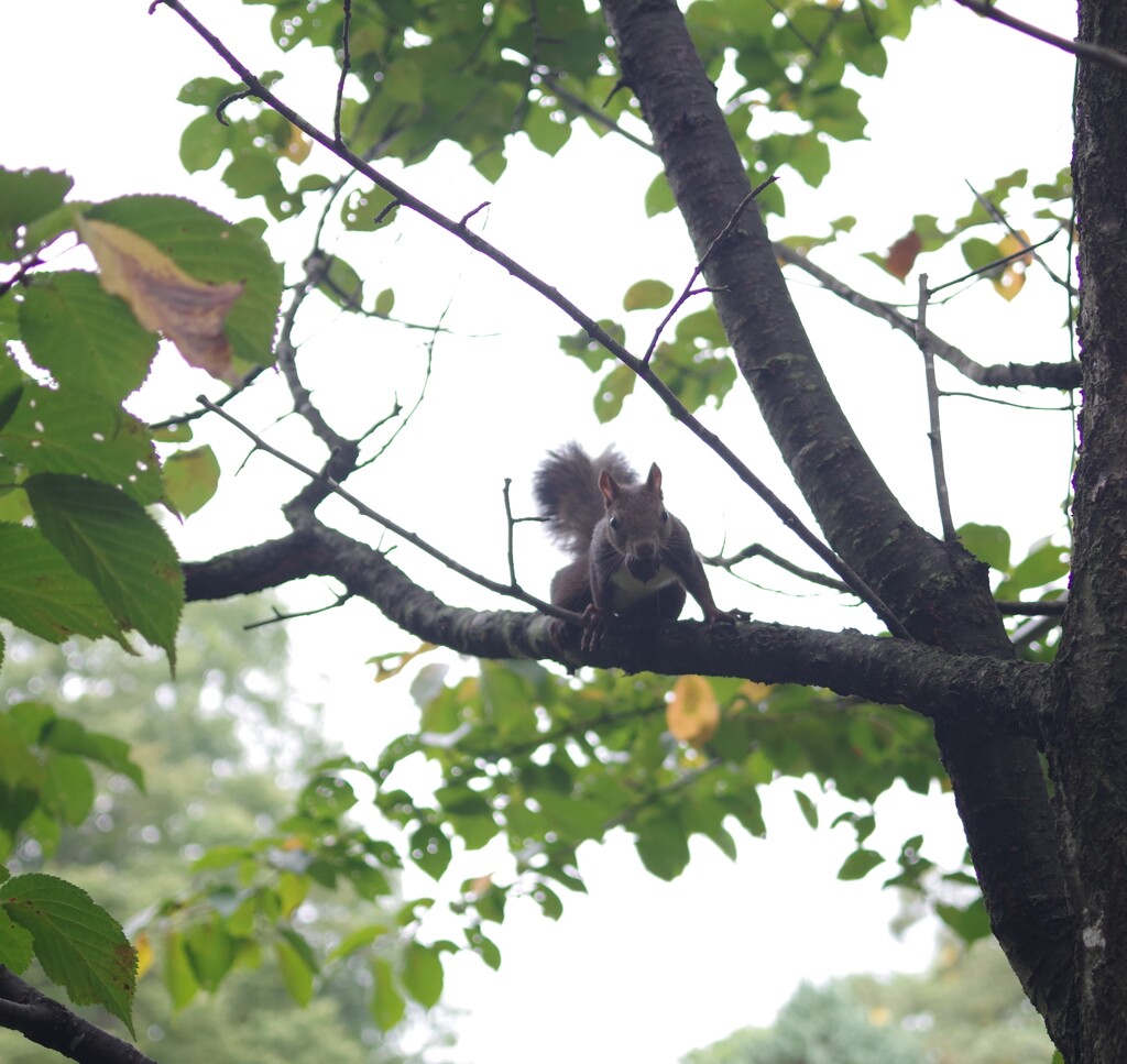 KPリスさん、こんにちは～