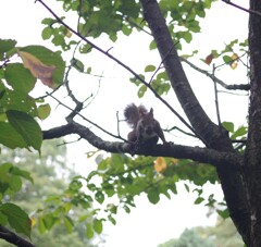KPリスさん、こんにちは～