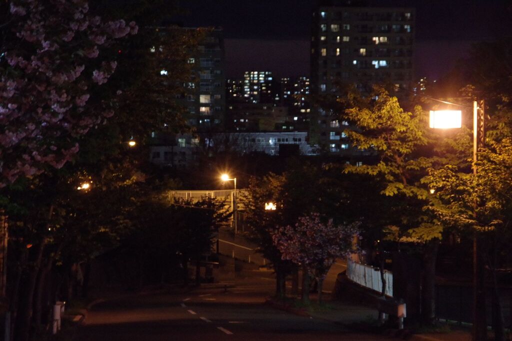 夜桜