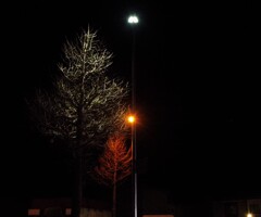 KP夜の街路樹