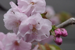 KP蜜の味