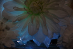 花手水-2