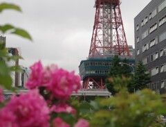花とテレビ塔-2