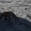 キタキツネ
