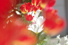 白い花