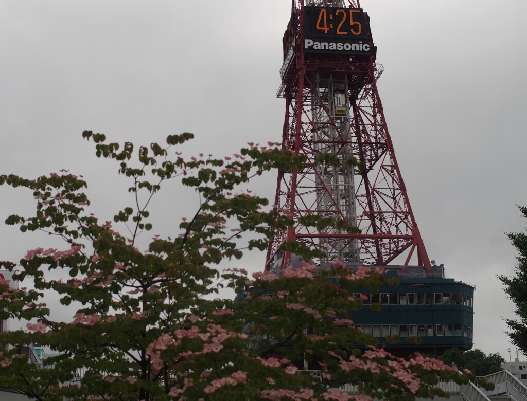 花とテレビ塔