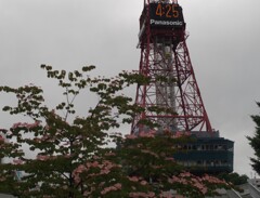 花とテレビ塔