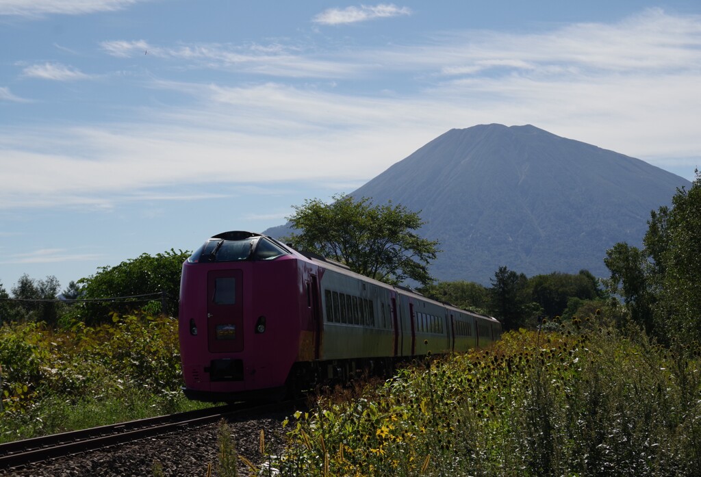 羊蹄山とハマナス編成の特急ニセコ