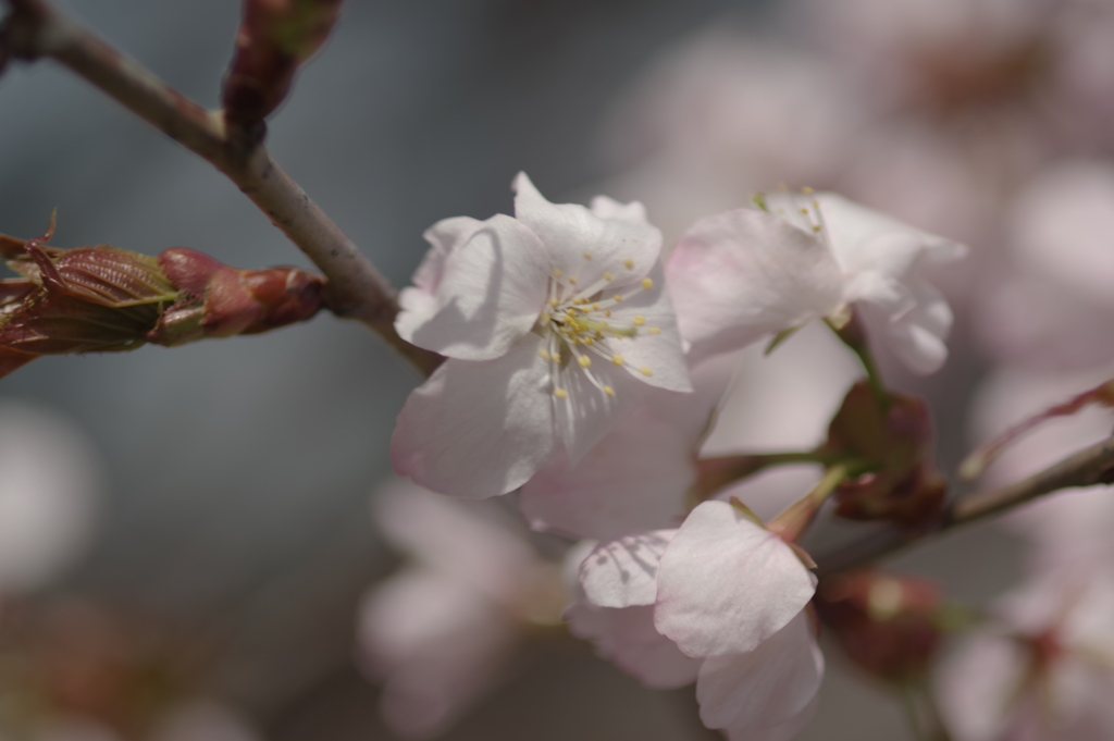桜開花
