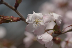 桜開花