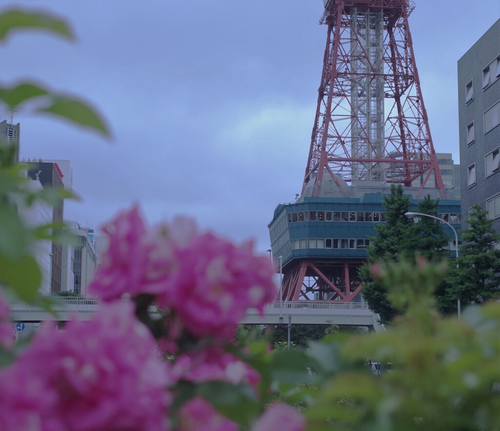 花とテレビ塔-3