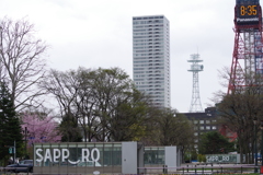 桜咲く大通公園