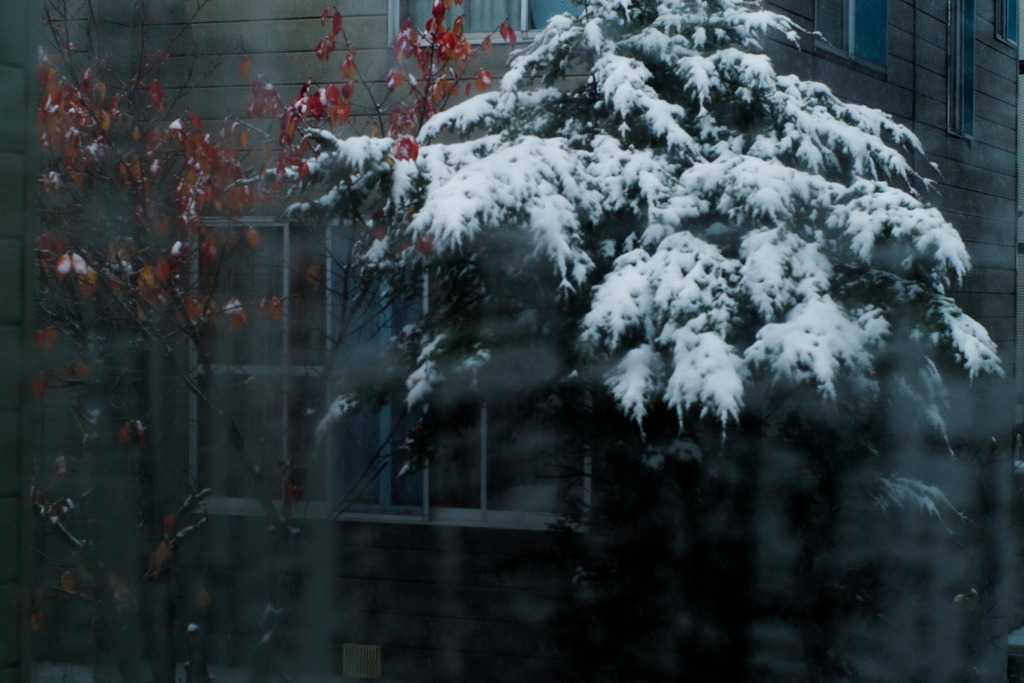 雪でした