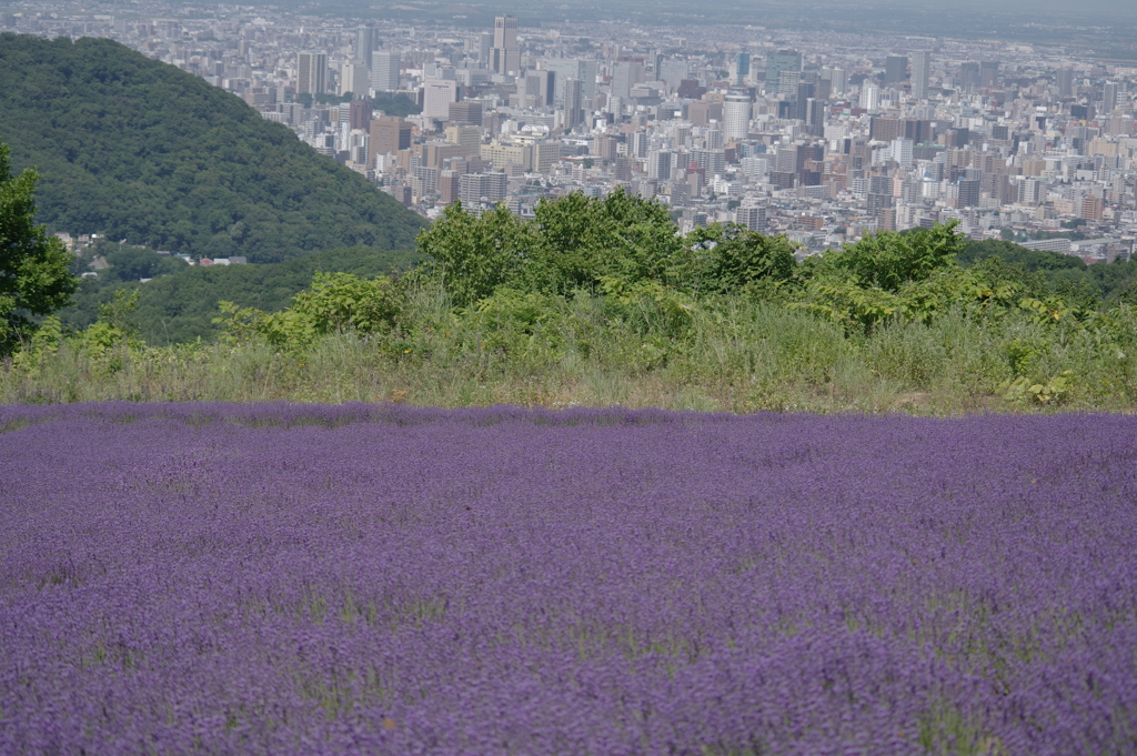 ラベンダーとサッポロ